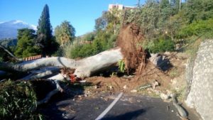 Maltempo: albero crollato a Taormina