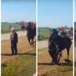 Tragedia alla “Cavalcata dei buoi” di Chieuti, cavallo travolge e uccide uno spettatore