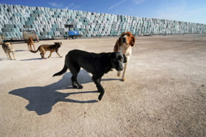 RIFIUTI: GIUGLIANO; SODANO, UNA SITUAZIONE SCANDALOSA Cani randagi nell'area del deposito di ecoballe a Giugliano. ''Ho trovato una situazione scandalosa all'interno dell'impianto. Ne parlero' subito con il ministro dell'Ambiente, Alfonso Pecoraro Scanio. A Giugliano bisogna avviare la bonifica ma anche recuperare la fiducia dei cittadini, la cui protesta e' legittima''. Lo racconta -  lasciando il sito di stoccaggio delle ecoballe di localita'  ''Taverna del Re'', a Giugliano - il presidente della  Commissione ambiente del Senato, Tommaso Sodano.    ''Gabbiani sulle ecoballe, un viale tra due piramidi di  rifiuti invaso dall'acqua che trascina il percolato, randagi  alla ricerca di cibo'', racconta Sodano che parla di ''una  situazione ormai non piu' sostenibile''.