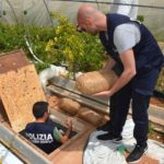 Nel Ragusano serra con 900 kg cannabis tra i peperoni