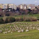 Roma, pecore tosaerba in parchi della periferia