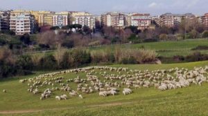 Pecore al parco della Caffarella.