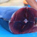 Palermo, mangiano tonno rosso avariato: madre e figlia gravissime. Altre sei persone intossicate
