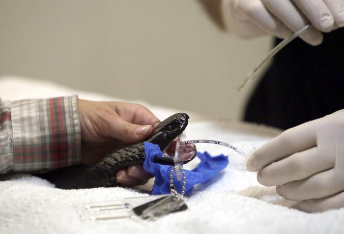 epa06613860 Veterinarian Alex Kreiss intubates a Tiger Snake, a deadly Australian species, during an operation at the Bonorong Wildlife Hospital, the first wildlife only dedicated vet hospital in the state, in Brighton, Tasmania, Australia, 19 March 2018. The hospital was opened in late January 2018, running two days a week. It was established and is kept running by donations and funds from visitor entry to Bonorong Wildlife Sanctuary where it is located, with the hope enough funds will be available to see it open full time. The hospital offers free care to injured Australian wildlife. Tens of thousands of Australia's native wildlife are left to die each year, or euthanised due to lack of commitment, funds and time to rehabilitate them. EPA/BARBARA WALTON ATTENTION: This Image is part of a PHOTO SET
