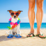 In vacanza con il cane. 5 regole per farlo stare bene