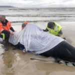 Morte 380 delle balene spiaggiate in Tasmania