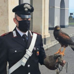Sicilia, AciCastello. Uccello rapace catturato da carabiniere