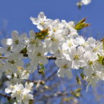 È primavera, il giorno dell’equinozio