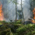 Incendi. La Sicilia e la Calabria le più colpite nel 2023 secondo Ispra